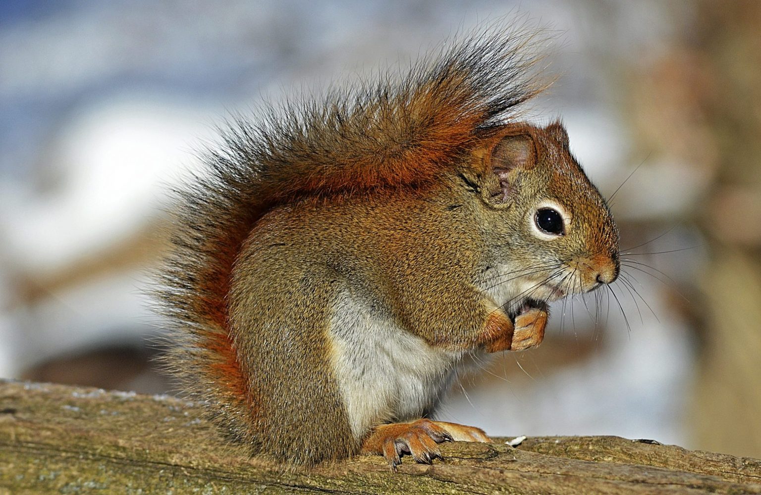 colorado-tick-borne-disease-awareness-association-cotbdaa-education