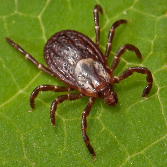 nh tick identification