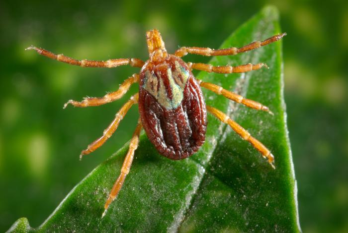 Tick ID, CDC Gulf Coast tick photo