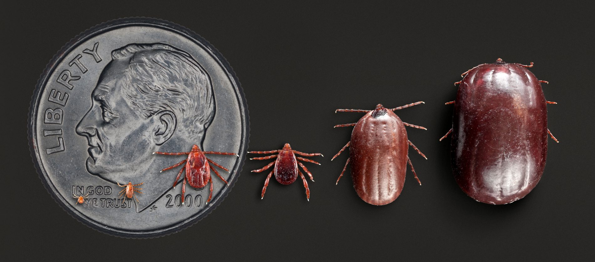Brown dog tick life stages and engorgement, CDC photo