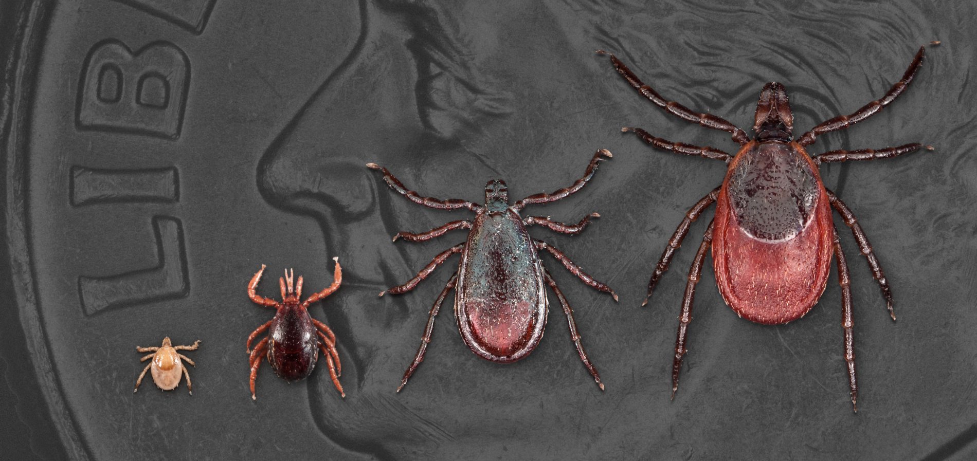 Blackledded tick life stages-CDC photo