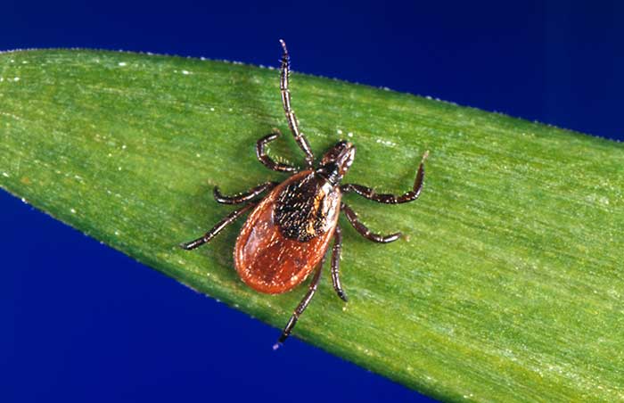 Blacklegged tick ID-CDC photo