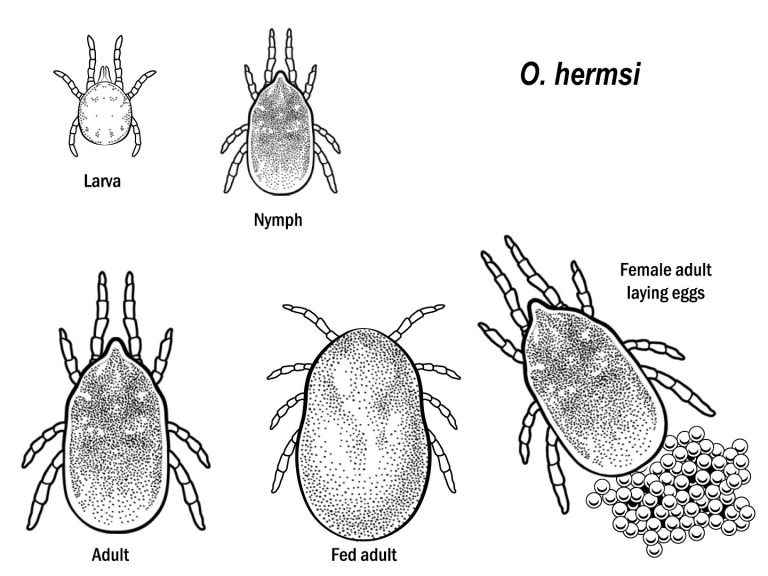 Colorado Tick-Borne Disease Awareness Association (COTBDAA) - Education ...