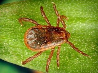 Tick ID