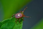 Tick ID,Adult female, Lone star tick on leaf, CDC