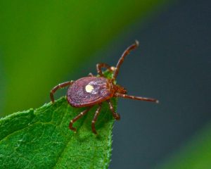 Tick ID,Adult female, Lone star tick on leaf, CDC