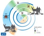 Life cycle of tick