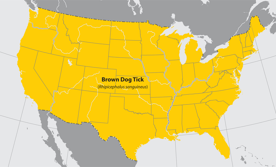 CDC Distribution Map for Brown Dog Tick