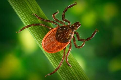 Tick ID