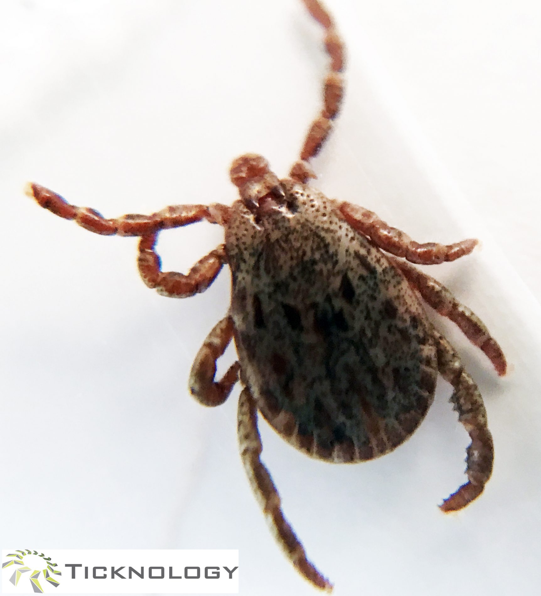 Tick ID, Pacific Coast tick Photo by Ticknology