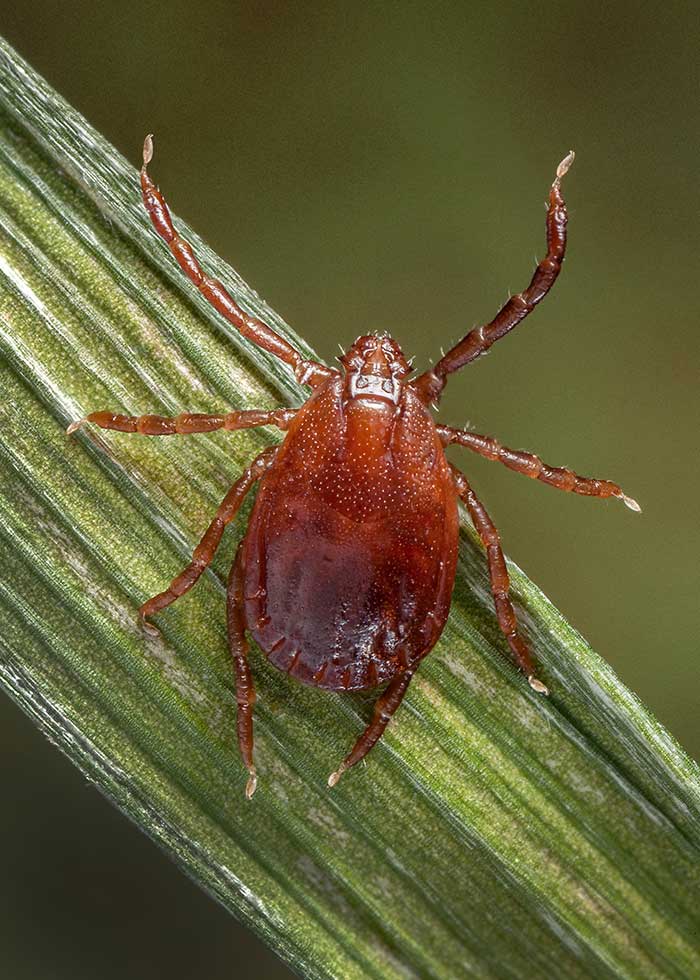 Tick ID, CDC photo H. longicornis