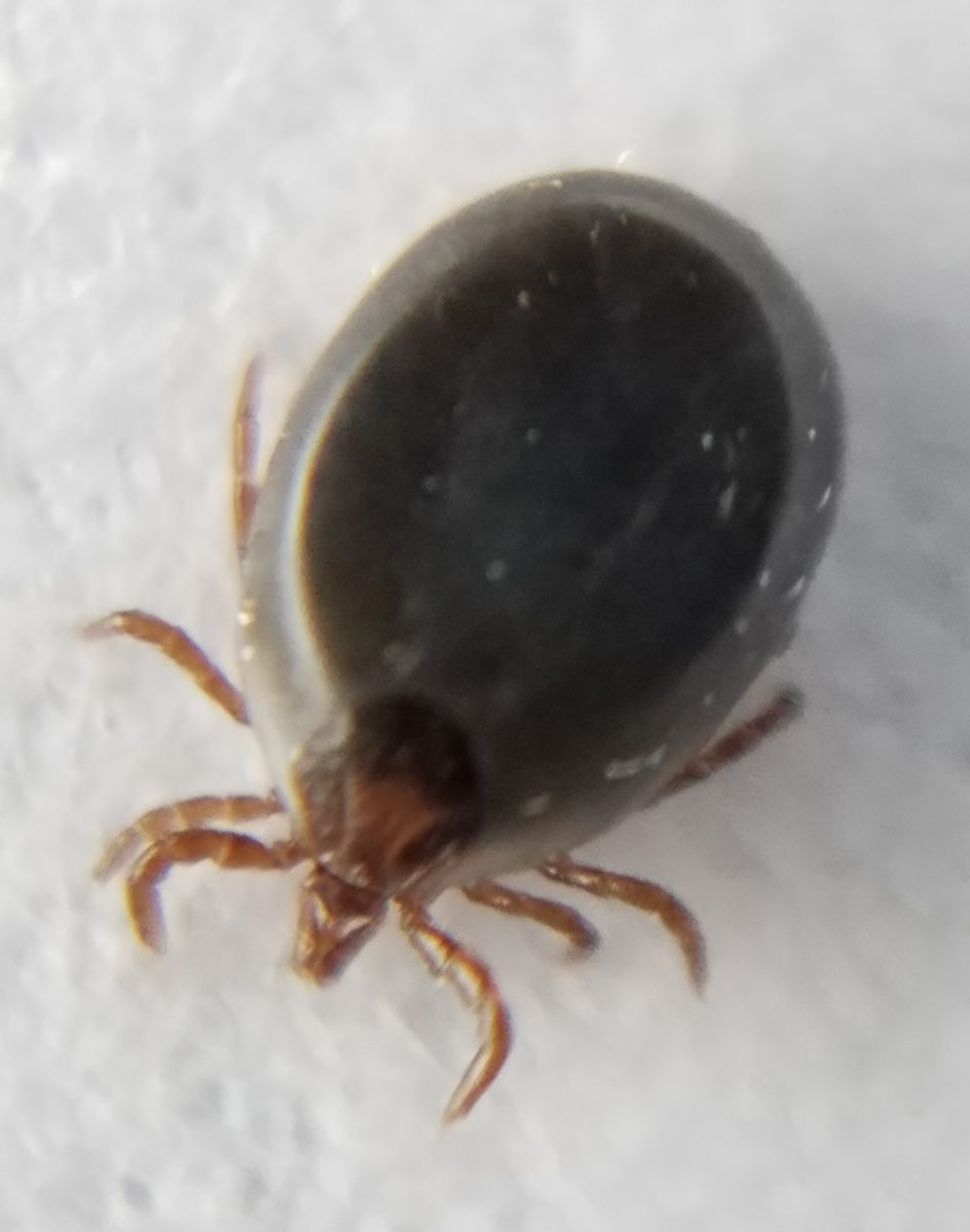 Colorado Tick-Borne Disease Awareness Association (COTBDAA) - Education ...