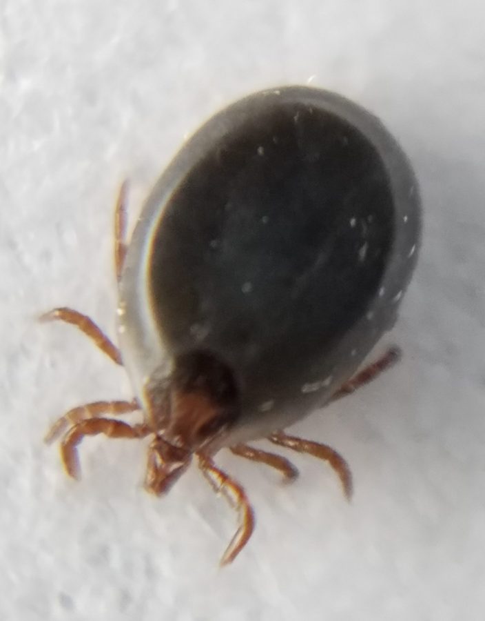 Colorado Tick-Borne Disease Awareness Association (COTBDAA) - Education ...