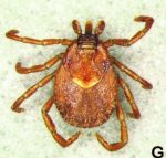 Tick ID, Photo courtesy of Carmen Guzmán-Cornejo, Dermacentor parumapertus, adult female
