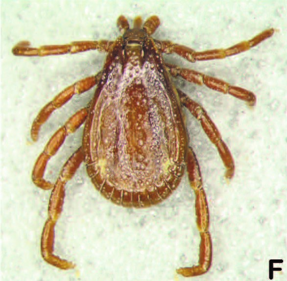Tick ID, Photo courtesy of Carmen Guzmán-Cornejo, Dermacentor parumapertus, adult male