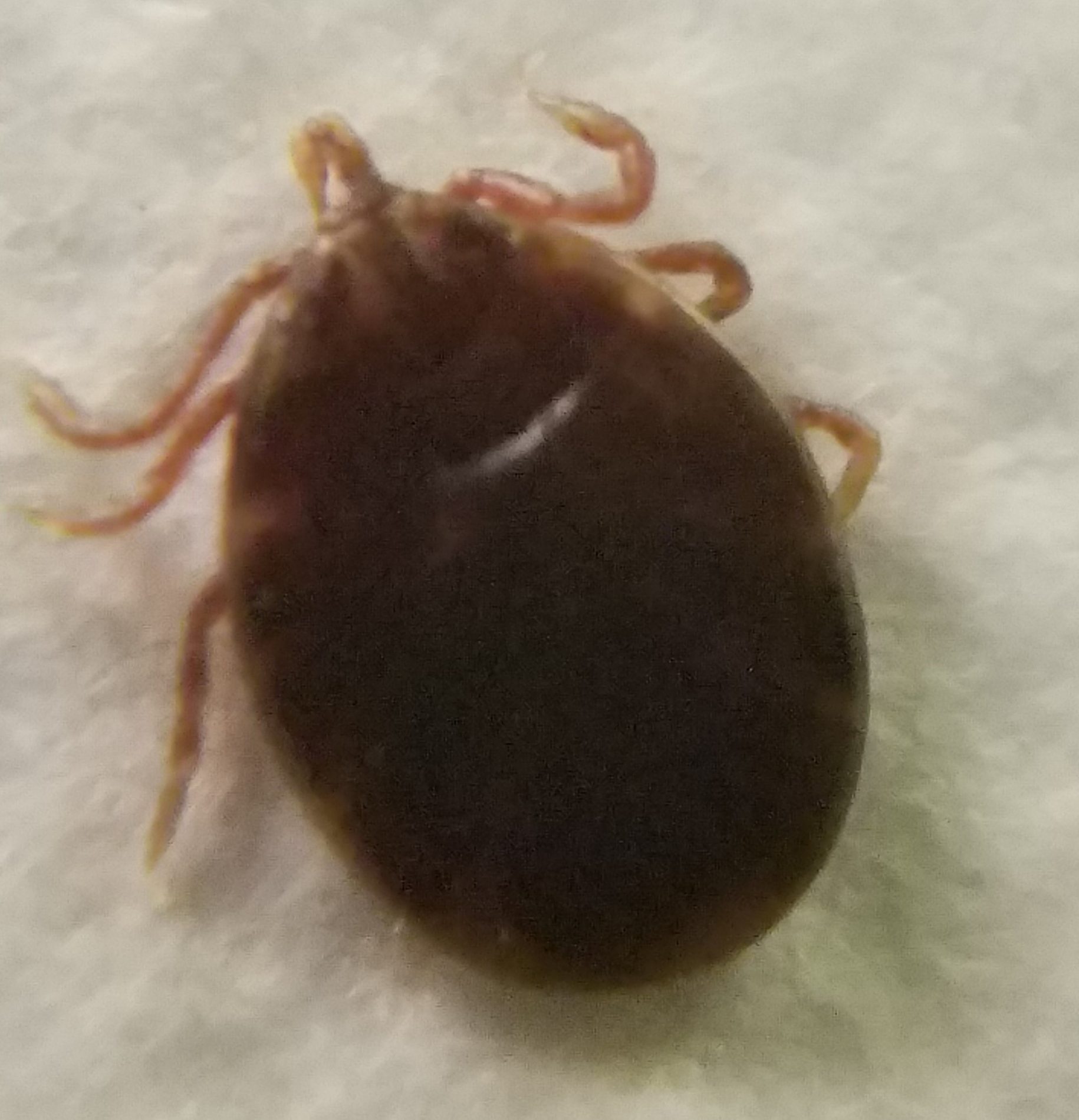 Tick ID-Ixodes brunneus tick photo by Monica White